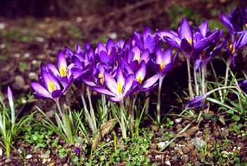 Krokus2 (34k image)