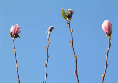 bloem4oprij (39k image)