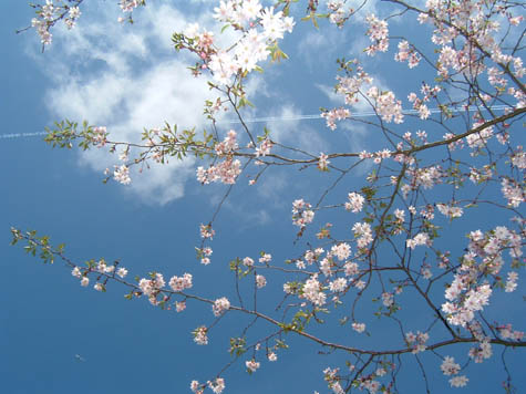 bloemschoollucht (75k image)