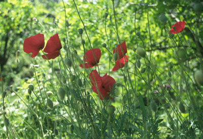 klaproos1 (52k image)