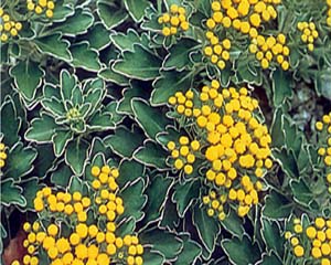 pacificumlg (39k image)