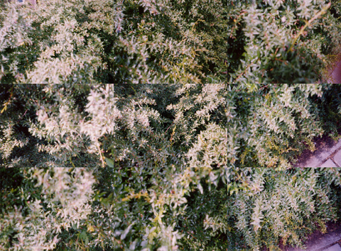 plant100 (171k image)