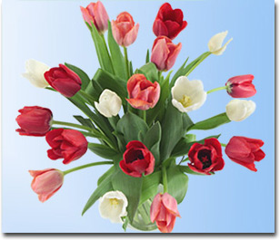 tulp (33k image)