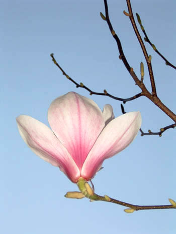 tulpenboom1 (44k image)