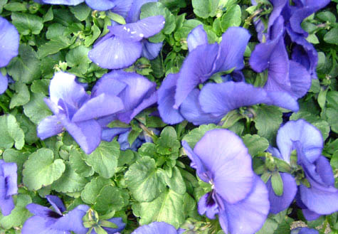 viooltjesA (73k image)