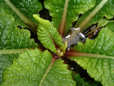 waterplant (64k image)