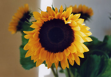 zonnebloem (21k image)